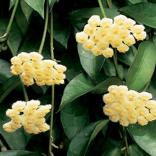 Cinnamon-Scented Wax Plant (Hoya lacunosa)