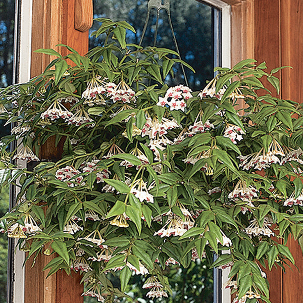 Miniature Wax Plant (Hoya lanceolata bella)