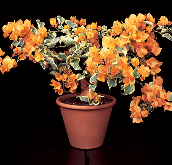 Bougainvillea ‘Delta Dawn’ (Bougainvillea hybrid)