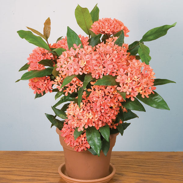 Jungle Geranium (Ixora javanica)