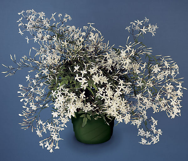 Winter Jasmine (Jasminum polyanthum)