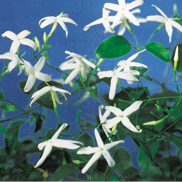 Twisted Jasmine (Jasminum tortuosum)