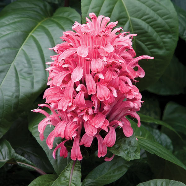 Brazilian Plume Flower ‘Radiant’ (Justicia carnea)