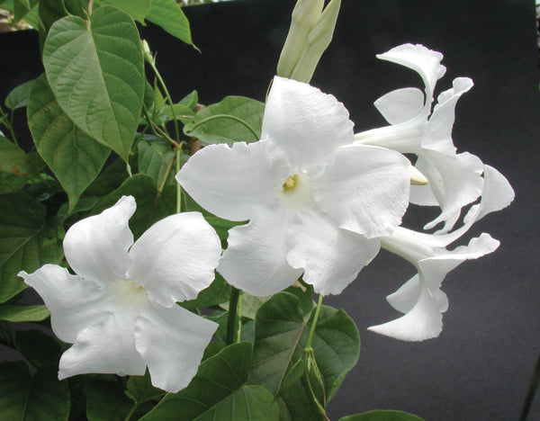 Chilean Jasmine (Mandevilla laxa)