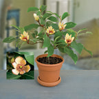 Banana Shrub  (Magnolia figo)