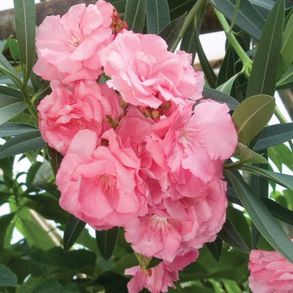 Oleander ‘Peachblossom’ (Nerium oleander hybrid)