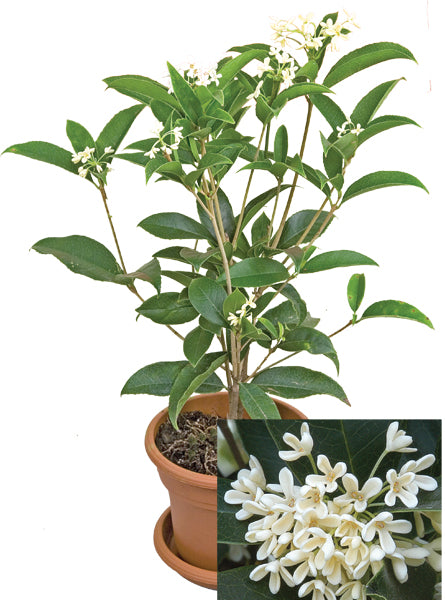 Sweet Olive (Osmanthus fragrans)