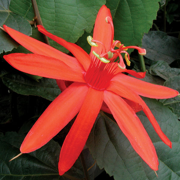 Passion Flower piresii (Passiflora piresii)