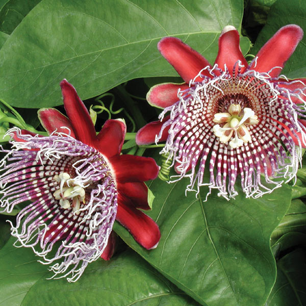 Passion Flower (Passiflora x decaisneana)