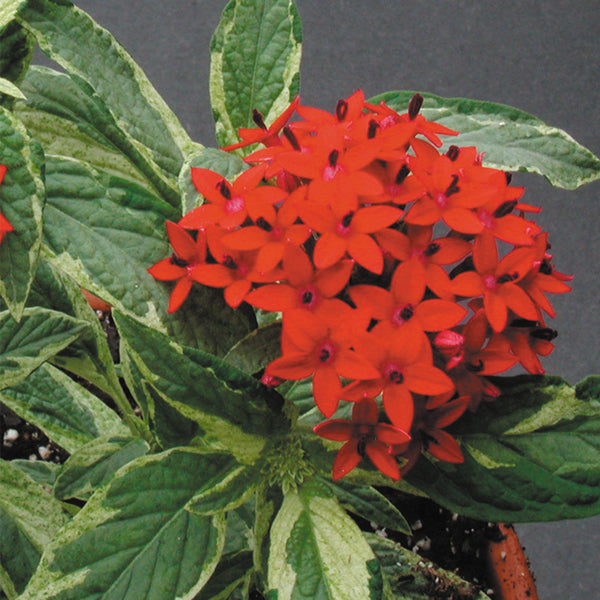 Pentas ‘Stars and Stripes’ (Pentas lanceolata)