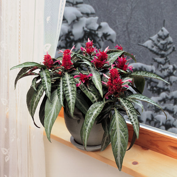 Rose Pine Cone (Porphyrocoma pohliana)