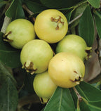 Lemon Guava Tree (Psidium littorale)