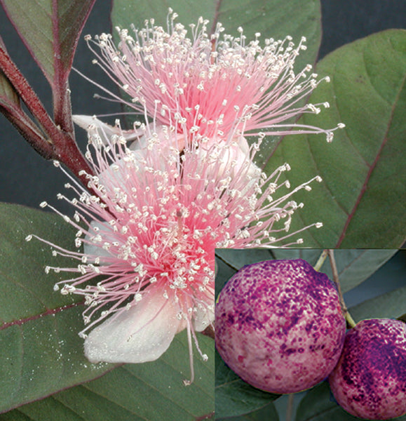 Guava (Psidium guajava purpurea)