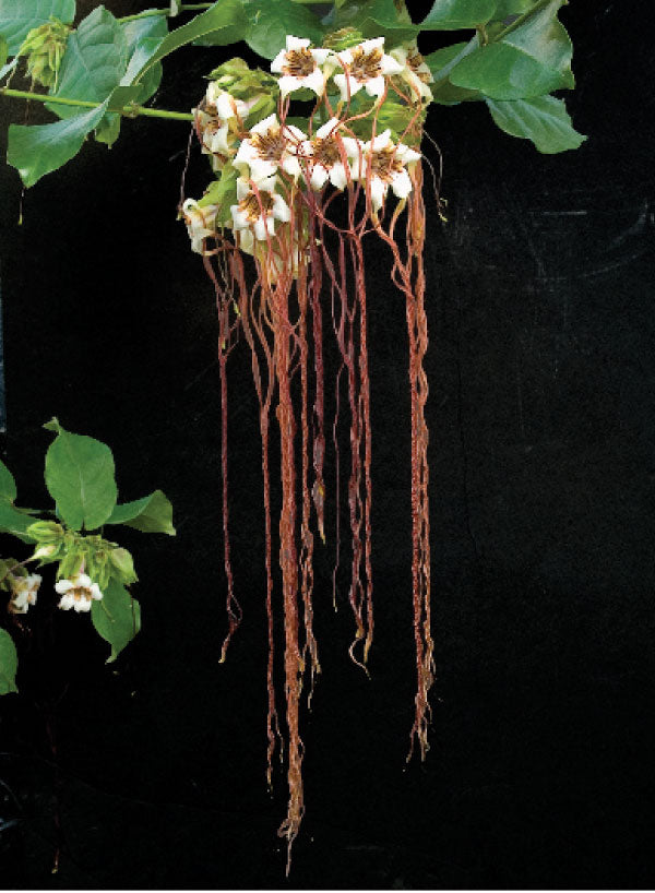 Climbing Oleander (Strophanthus preussii)