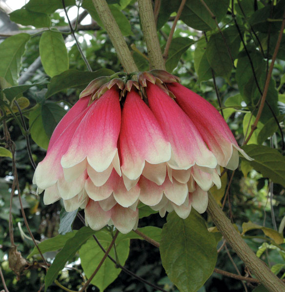 New Guinea Trumpet Vine (Tecomanthe dendrophila)