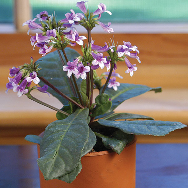 Mexican Foxglove (Tetranema roseum)