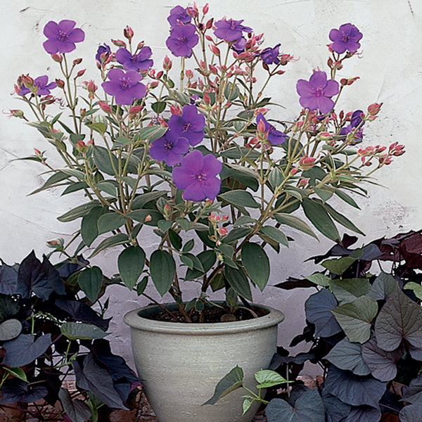 Princess Flower (Tibouchina urvilleana ‘Edwardsii’)