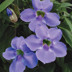 Skyflower (Thunbergia laurifolia)