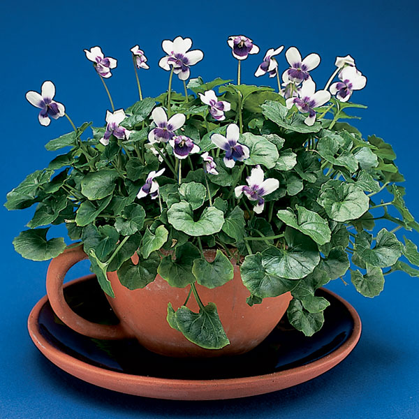 Tasmanian Violet (Viola banksii)
