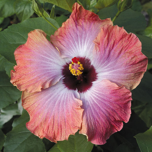 Hibiscus ‘Rumrunner’ (Hibiscus rosa-sinensis hybrid)