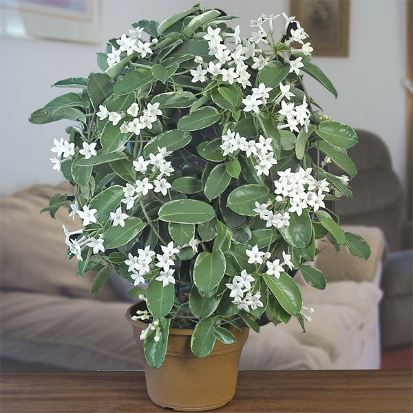 Variegated Madagascar Jasmine (Stephanotis floribunda 'Variegata')
