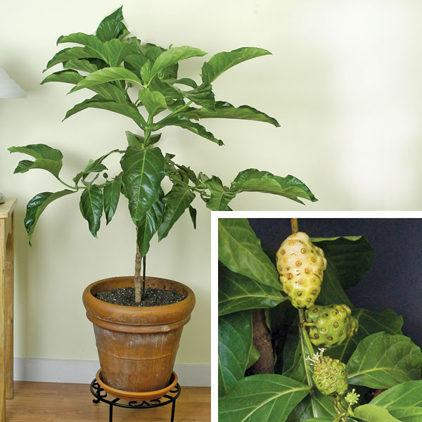 Noni Fruit Tree (Morinda citrifolia)