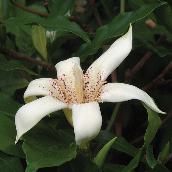 Candle Tree (Rothmannia capensis)