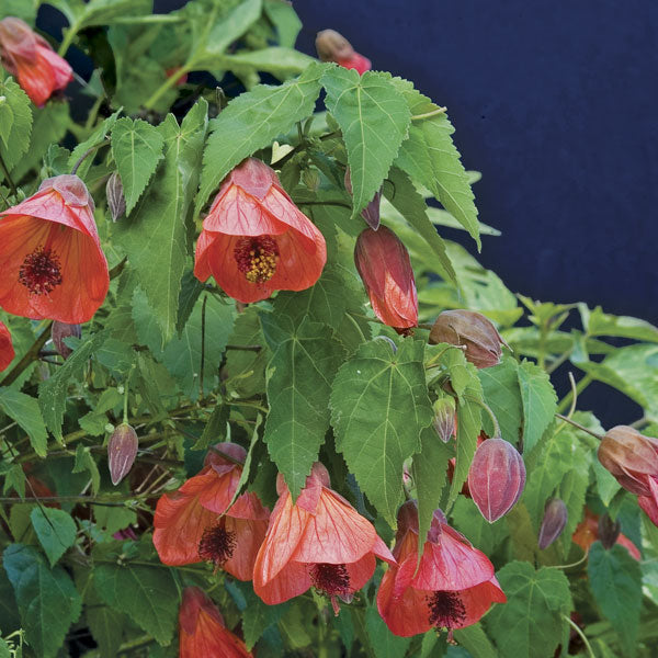 Abutilon 'Firefly' (Abutilon hybrid)