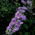 Tree Bougainvillea (Bougainvillea arborea)