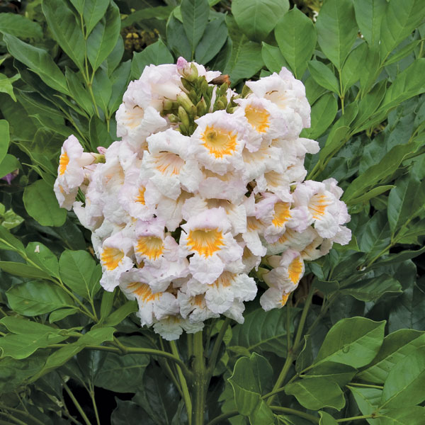 Dwarf Tree Jasmine (Radermachera kunming)