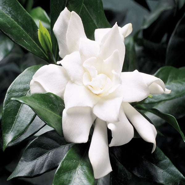 Gardenia ‘Four Seasons’ (Gardenia jasminoides)