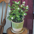 Jasmine ‘Flore Plena’ (Jasminum sambac)