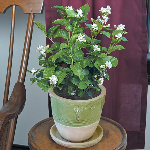Jasmine ‘Flore Plena’ (Jasminum sambac)