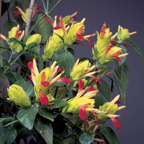 Shrimp Plant ‘Fruit Cocktail’ (Justicia brandegeana)