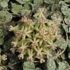 Tiny-leaf Porcelain Flower Hoya  (Hoya curtisii)