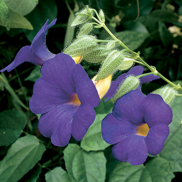 Clock Vine (Thunbergia battiscombei)
