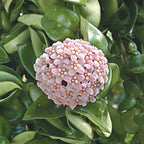 Hindu Rope Plant ‘Crispa’  (Hoya carnosa)