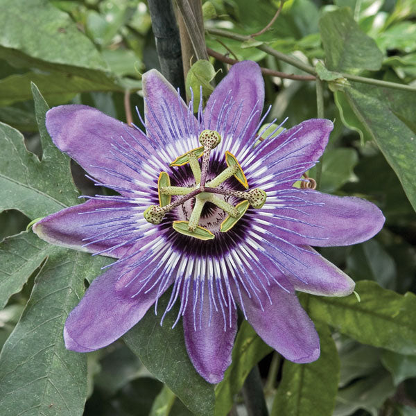 Passion Flower ‘Betty Myles Young’ (Passiflora hybrid)