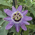 Passion Flower ‘Betty Myles Young’ (Passiflora hybrid)