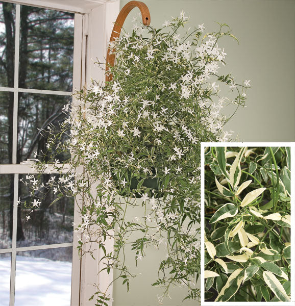 Variegated Winter Jasmine (Jasminum polyanthum variegata)