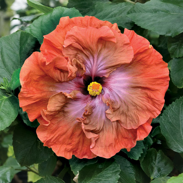 Hibiscus ‘Tsunami’ (Hibiscus rosa-sinensis hybrid)