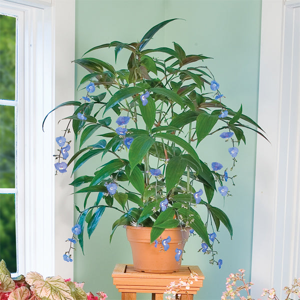 Weeping Blue Ginger (Dichorisandra pendula)