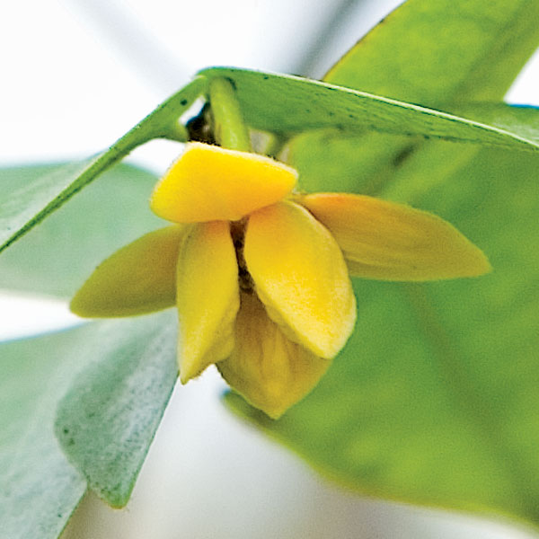 Rauwenhoffia (Rauwenhoffia siamensis)