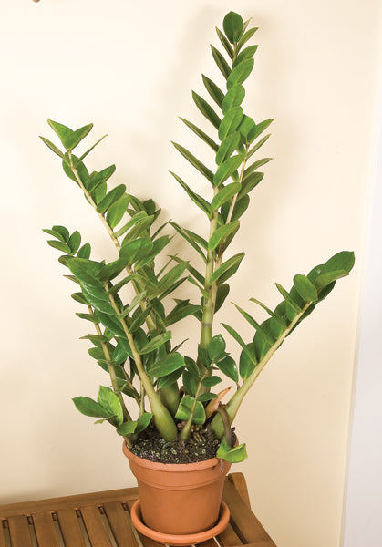 ZZ Plant (Zamioculcas zamiifolia)