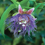 Passion Flower ‘Giant Granadilla’ (Passiflora quadrangularis)