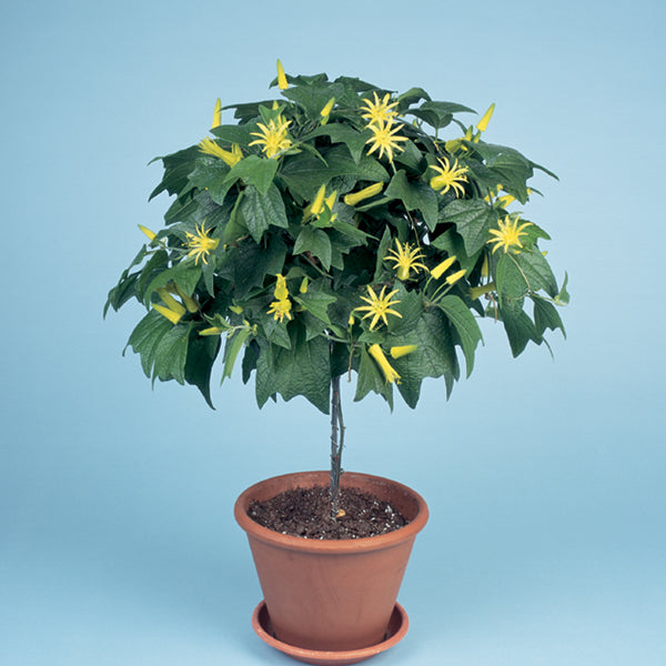 Passion Flower ‘Citrina’ (Passiflora hybrid)