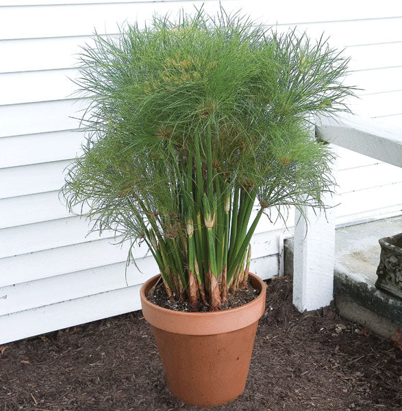 Paper Plant ‘Dwarf Giant Papyrus’ (Cyperus papyrus hybrid)