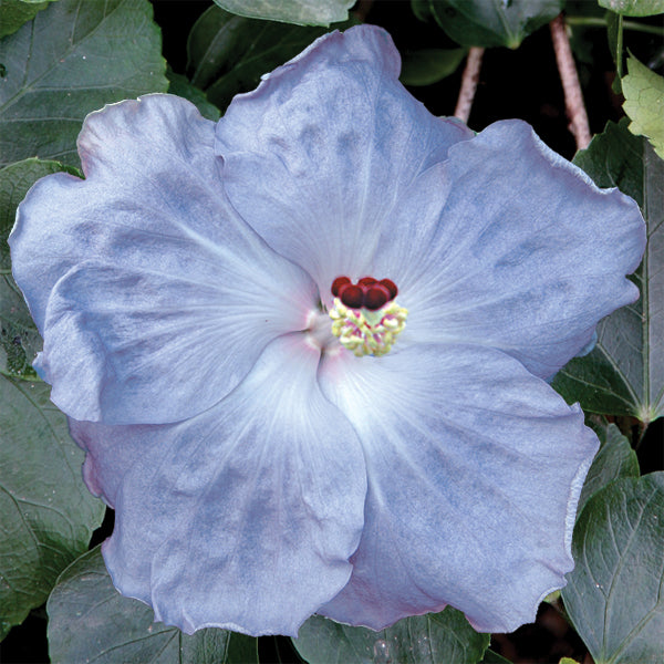Hibiscus ‘Cajun Blue’ (Hibiscus rosa-sinensis hybrid)