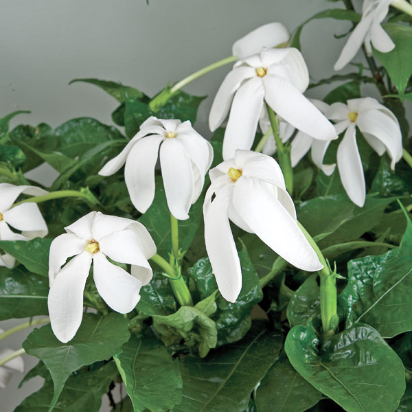 Tubular Flowered Gardenia (Gardenia nitida)