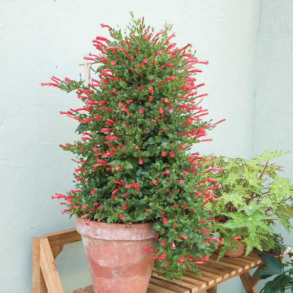Brazilian Firecracker Vine (Manettia cordifolia)